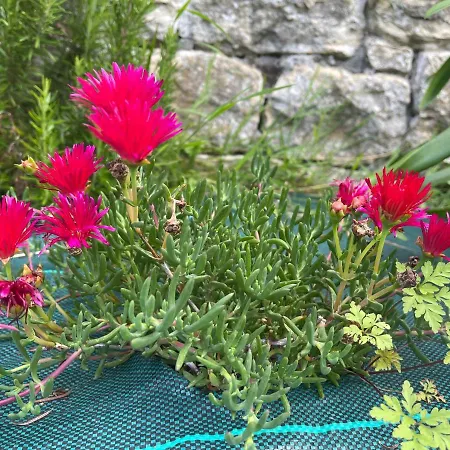 Fogadó La Casa De Noelia